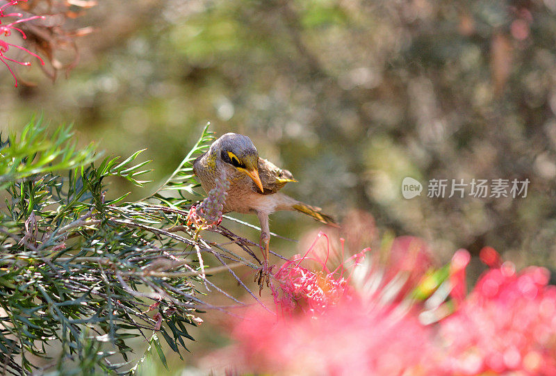 Grevillea Banksii /红色丝滑橡木花